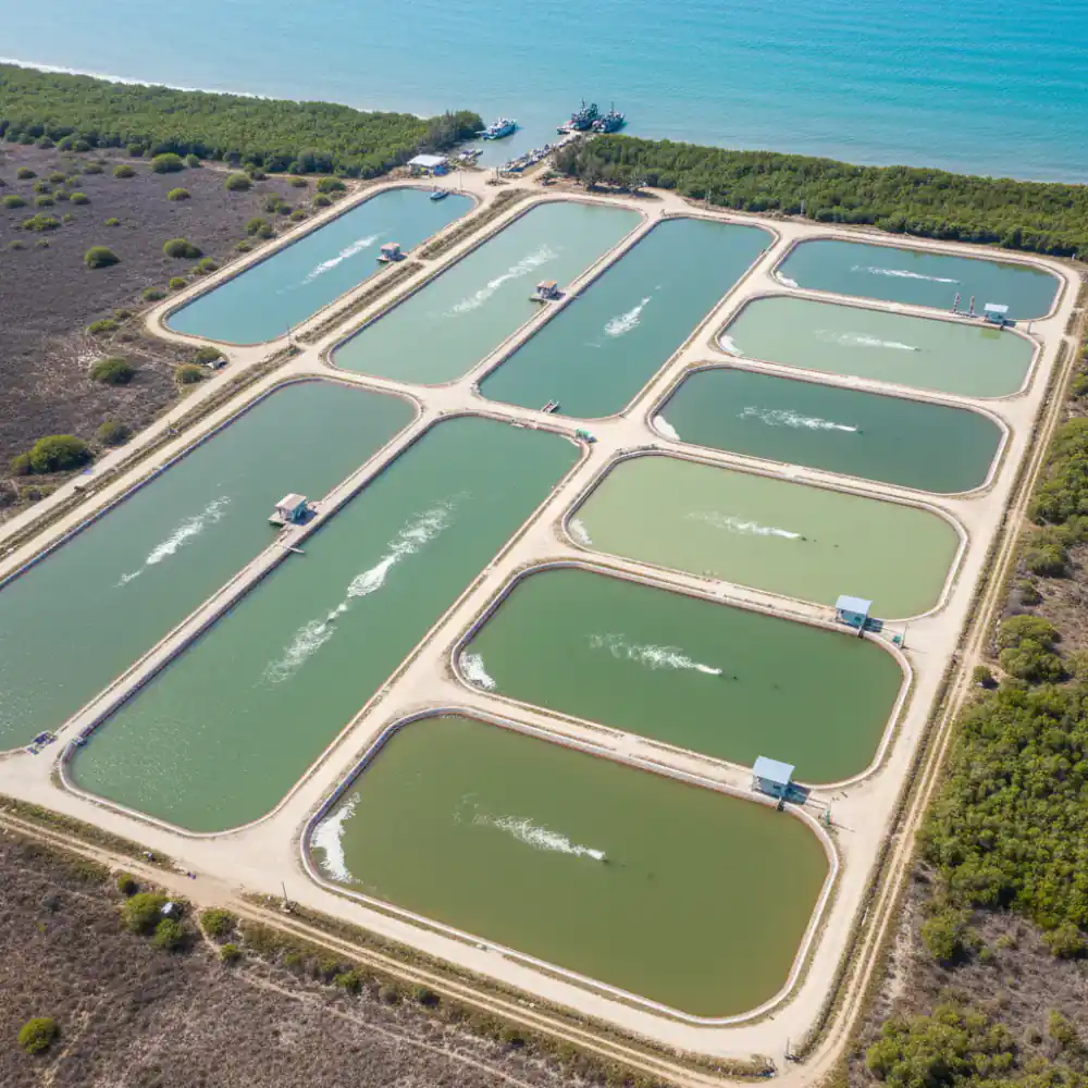 Aerial view of commercial fish ponds